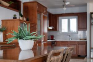 uma planta em vasos sentada numa mesa numa cozinha em Porto Lygia Apartment em Lerápetra