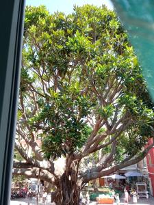 Gallery image of Appartamenti La perla in Carloforte