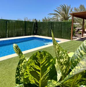 a large green plant next to a swimming pool at Rosa de los james in Cardón