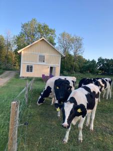 um grupo de vacas a pastar num campo em frente a um edifício em Brygghuset em Linköping