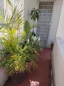 グアダラハラにあるHABITACION COMODAの櫓に座る植物群