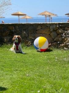 un chien assis dans l'herbe à côté d'un ballon de plage dans l'établissement Royalty Suites Seaside, à Nikiti