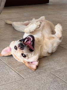 um cão deitado de costas no chão em Royalty Suites Seaside em Nikiti