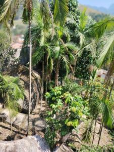 un jardin avec des palmiers et des plantes dans l'établissement Refugio Das Pedras, à Parati