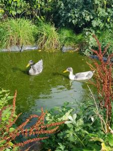 Altri animali domestici presso il bed & breakfast o nei dintorni