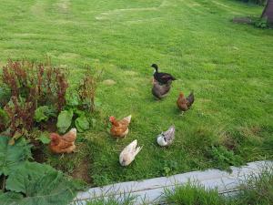 Altri animali domestici presso il bed & breakfast o nei dintorni