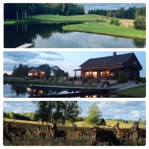 dos fotos de una casa y un grupo de animales en Bebryne, en Didviečiai