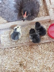 Altri animali domestici presso il bed & breakfast o nei dintorni