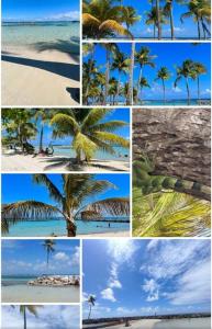 uma colagem de fotos de uma palmeira numa praia em Appartement les pieds dans l'eau em Sainte-Anne