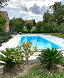 a swimming pool in a yard with two plants at Apartmani Stefan in Vrdnik