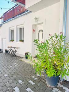 um vaso de planta em frente a uma casa branca em Pataky Apartmanok em Veszprém