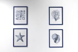 four framed prints of seashells and a starfish at GATTI e MARE in Salerno