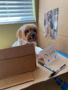 a dog sitting at a table next to a box at Nice room near UCF in Orlando