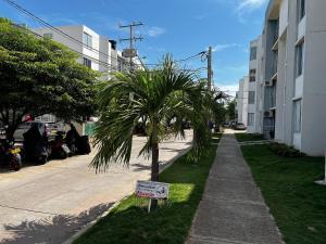 a palm tree on a sidewalk next to a street at Serenity Cerca CC Los Mayales in Valledupar