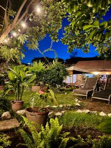 ogród z roślinami w doniczkach na trawie w obiekcie Hostal Antigüeño w mieście Antigua Guatemala
