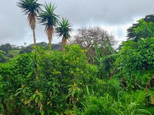 Ảnh trong thư viện ảnh của CASA ISAMAR ở Monteverde Costa Rica