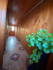 a hallway with a potted plant on the wall at Hospedaje Pudahuel in Santiago