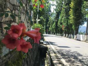 恩施大峡谷春伦农家乐外面的花园