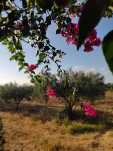 un arbre avec des fleurs roses dans un champ dans l'établissement Al Profumo di Zagare, à Locogrande