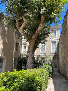 drzewo przed budynkiem z krzakami w obiekcie Superbe appartement rénové et cosy à 10mn de Saint-Rémy de Provence w mieście Noves +14 zdjęć