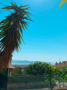 a palm tree in front of a fence at Chez Anne in La Ciotat