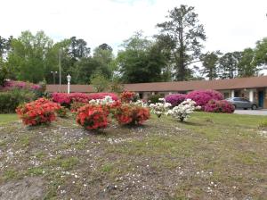 una fila de flores de colores en un patio en Azalea Inn & Suites, en Wilmington