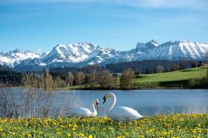 two swans swimming in a lake with mountains in the background at Ferienwohnung Wiesenweg in Seeg