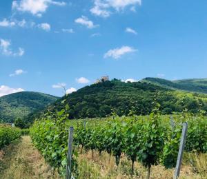 a vineyard with a hill in the background at Ferienwohnung Rosenblüte in Neustadt an der Weinstraße