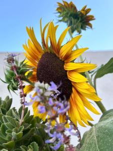 a yellow sunflower with a bee on top of it at Sa Domu de Cri in Giba