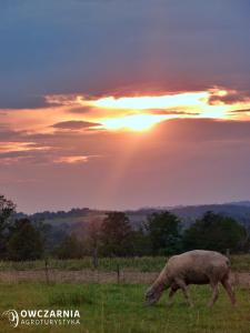 DzięgielówにあるOwczarnia Agroturystyka Ekologiczne Gospodarstwo Owczarskieの夕日を背景にした田んぼの放牧