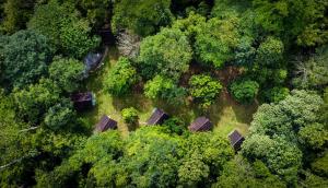an overhead view of a forest with trees and buildings at Wild Camp in Timbanglawang