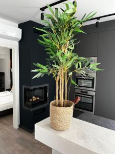 una planta sentada en una mesa en una habitación con chimenea en Villa Lavender, en Felsőörs