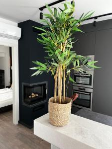 a plant sitting on a table in a room with a fireplace at Villa Lavender in Felsőörs