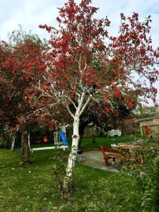 a tree with red leaves in a yard with a bench at Apartamenty Nexo in Neksø
