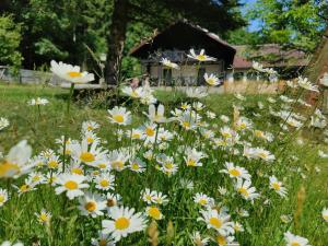 un champ de daisies devant une maison dans l'établissement Altes Forsthaus Bodenmais, à Bodenmais