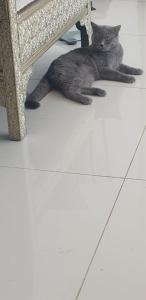 a gray cat laying on the floor under a chair at Bay VIew in Eilat