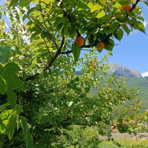 uma laranjeira com uma montanha ao fundo em Corte Giorgi em Breno