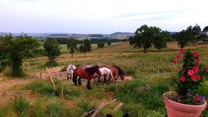 a group of horses standing in a field at Ferienhaus "Entenhaus" im Gutshaus De La Fontaine in Feilsdorf