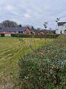 um arbusto num campo com casas ao fundo em Den gamle skole em Bylderup-Bov
