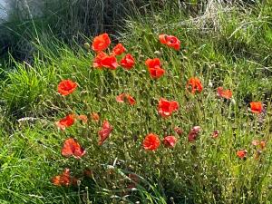 a bunch of red flowers in a field of grass at The Downs, Thurlestone, South Devon, close to several beaches in Kingsbridge