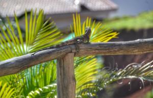 a bird sitting on top of a wooden branch at Beach House in Playa Junquillal