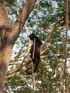 a bear climbing a tree in a tree at Beach House in Playa Junquillal