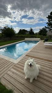 a white dog standing on a wooden deck near a swimming pool at Rêves & Rivière in Rivière