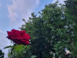 Zahrada ubytování El Sol