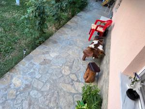 une terrasse en pierre avec une chaise rouge et quelques plantes dans l'établissement Gardenhouse, à Mëmëlisht