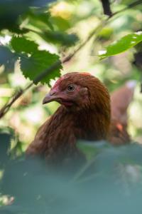 Altri animali domestici presso l'affittacamere o nei dintorni