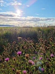 un campo de flores con el sol en el fondo en Abhaig Boutique B&B - Small & luxurious in a great location! en Uig