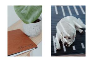 a white dog laying on a rug next to a book at Barney's Beach House Narrawallee in Narrawallee