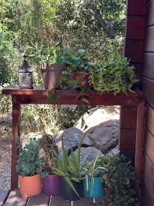 Abirim的住宿－הבלוט - בקתה אינטימית בצל אלון，木桌上放着盆栽植物