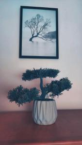 un bonsái sentado en una mesa bajo una foto en Imádni Való Sarokkádas Apartman Salgótarján belvárosában, en Salgótarján